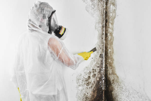 Best Toxic Mold Removal  in Kiefer, OK