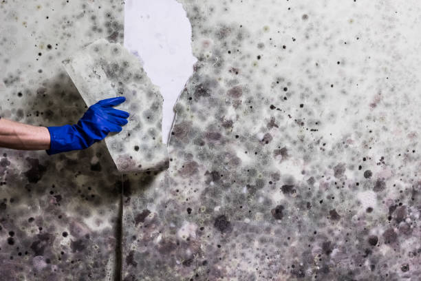 Best Mold Testing  in Kiefer, OK