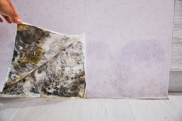 Trusted Kiefer, OK Mold Removal Experts